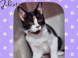 Gato raça Srd idade 2 a 6 meses nome Juliet