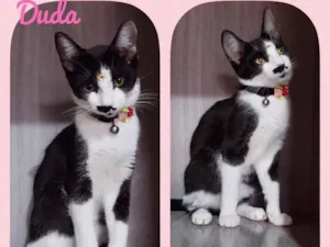 Gato raça Srd idade 2 a 6 meses nome Duda