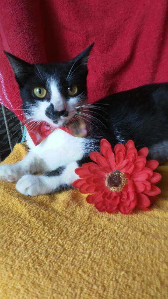 Gato ra a Comum idade 2 a 6 meses nome Frajolinha