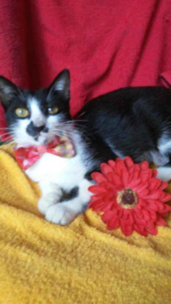 Gato ra a Comum idade 2 a 6 meses nome Frajolinha
