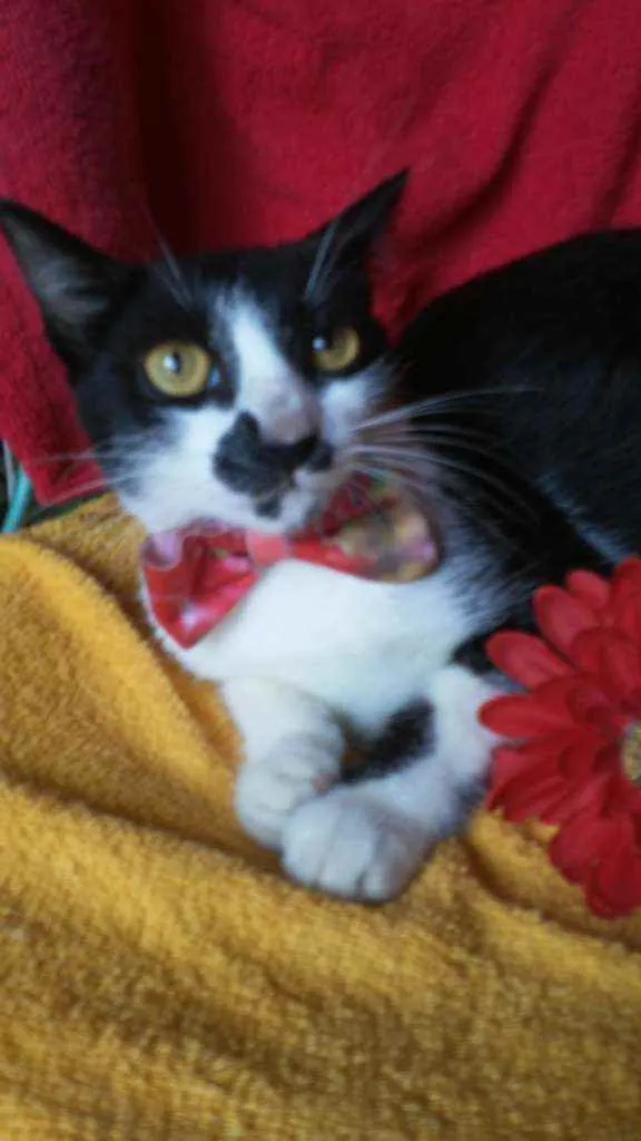 Gato ra a Comum idade 2 a 6 meses nome Frajolinha