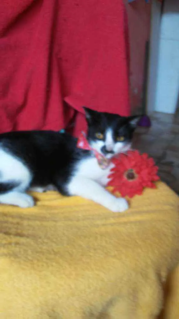 Gato ra a Comum idade 2 a 6 meses nome Frajolinha