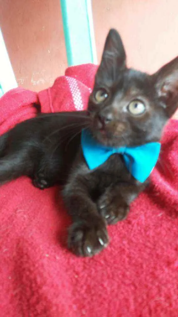 Gato ra a Comum idade 2 a 6 meses nome Príncipe