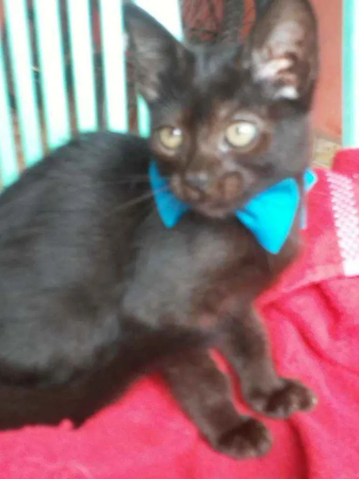 Gato ra a Comum idade 2 a 6 meses nome Príncipe