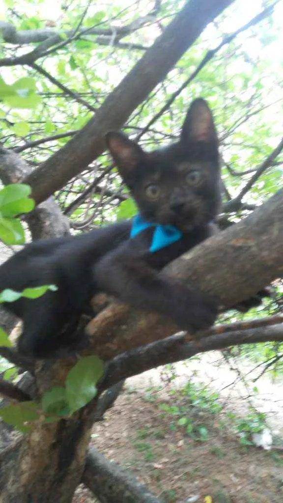 Gato ra a Comum idade 2 a 6 meses nome Príncipe
