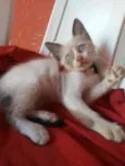Bela