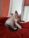 Bela