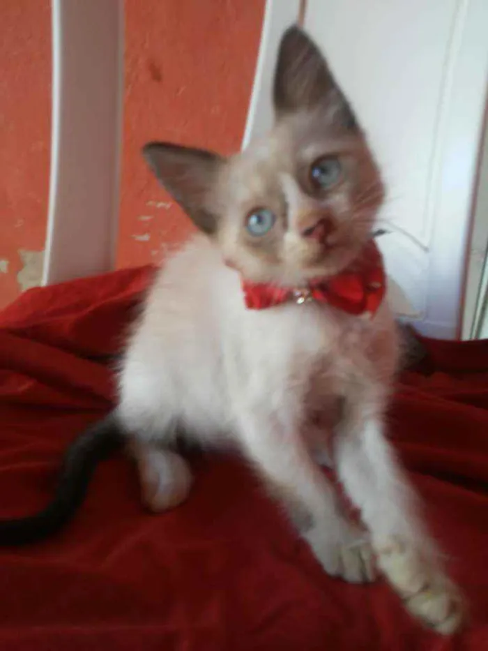 Gato ra a Comum idade 2 a 6 meses nome Bela