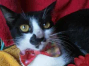 Gato raça Comum idade 2 a 6 meses nome Frajolinha