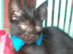 Gato raça Comum idade 2 a 6 meses nome Príncipe