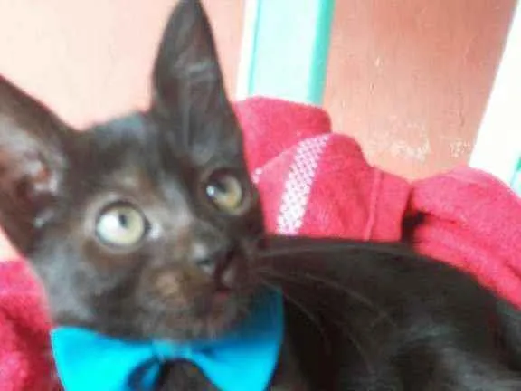 Gato ra a Comum idade 2 a 6 meses nome Príncipe
