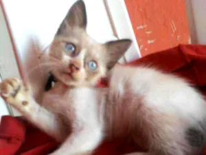 Gato raça Comum idade 2 a 6 meses nome Bela