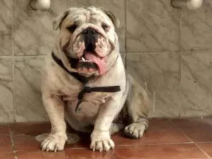 Cachorro raça Buldog inglês  idade 1 ano nome Apolo
