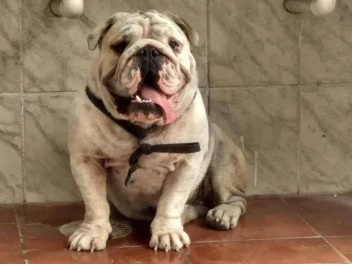 Cachorro ra a Buldog inglês  idade 1 ano nome Apolo