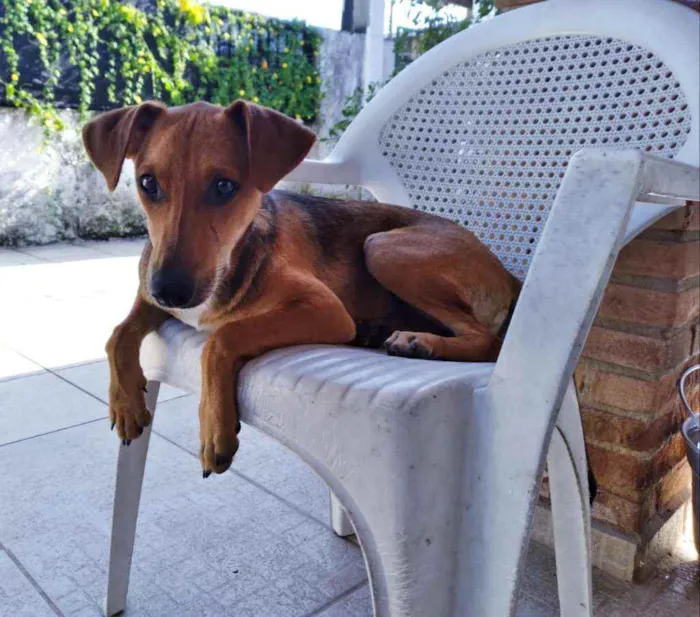 Cachorro raça SRD idade 7 a 11 meses nome LÉLA