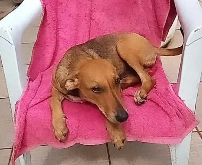 Cachorro raça SRD idade 7 a 11 meses nome LÉLA
