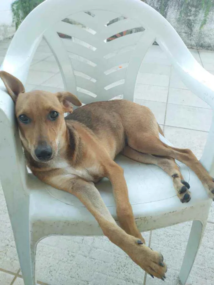 Cachorro raça SRD idade 7 a 11 meses nome LÉLA