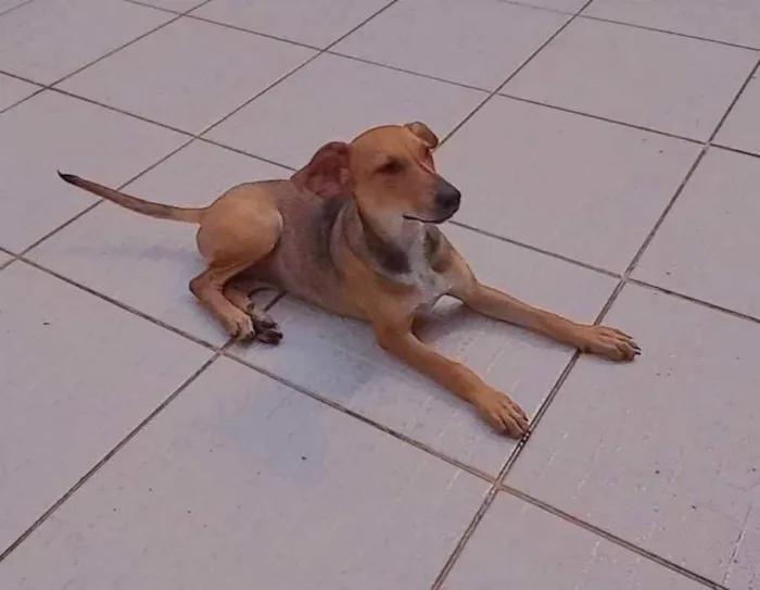 Cachorro raça SRD idade 7 a 11 meses nome LÉLA