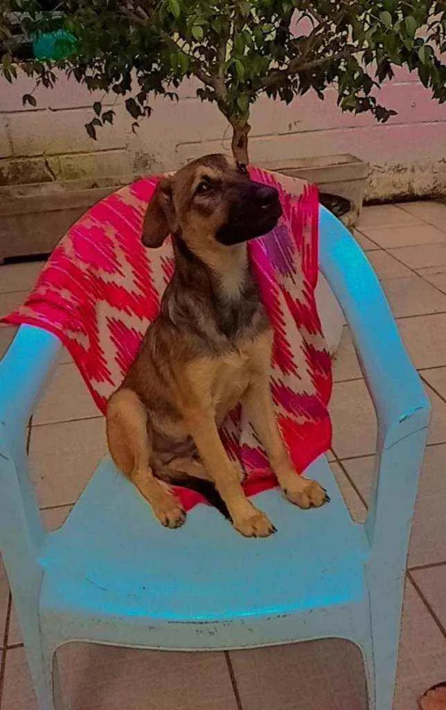 Cachorro raça SRD idade 7 a 11 meses nome LÉLA