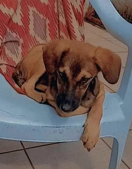 Cachorro raça SRD idade 7 a 11 meses nome LÉLA