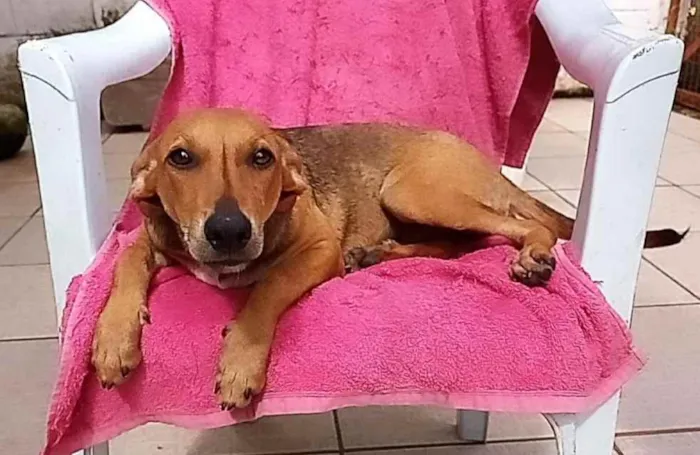 Cachorro raça SRD idade 7 a 11 meses nome LÉLA