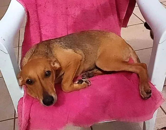 Cachorro raça SRD idade 7 a 11 meses nome LÉLA