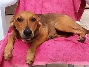 Cachorro raça SRD idade 7 a 11 meses nome LÉLA