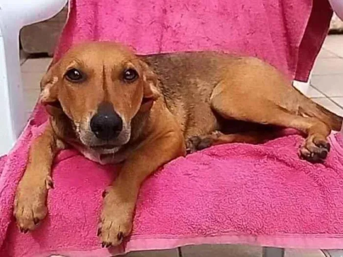 Cachorro raça SRD idade 7 a 11 meses nome LÉLA