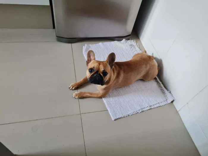 Cachorro raça Buldogue Francês idade 7 a 11 meses nome Maggie