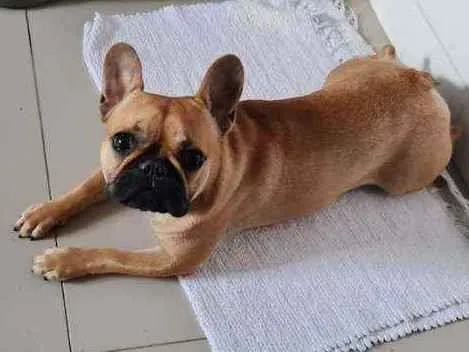 Cachorro raça Buldogue Francês idade 7 a 11 meses nome Maggie