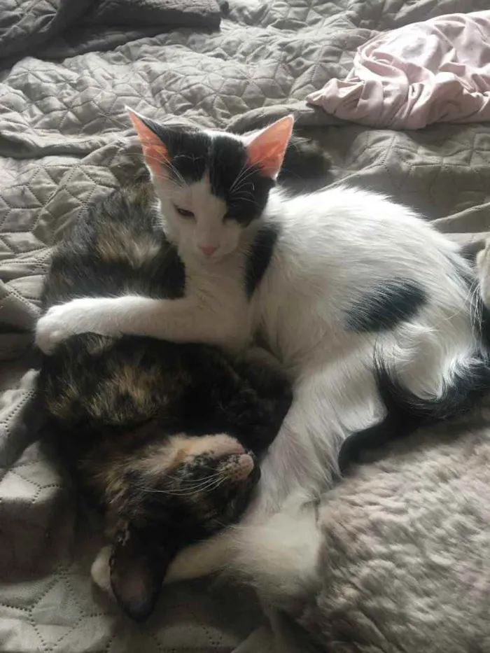 Gato ra a SRD idade 2 a 6 meses nome Léo e Jenny