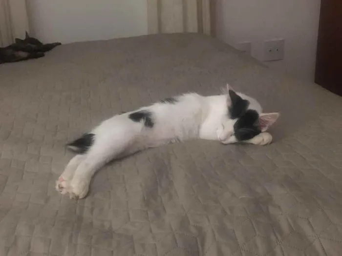 Gato ra a SRD idade 2 a 6 meses nome Léo e Jenny
