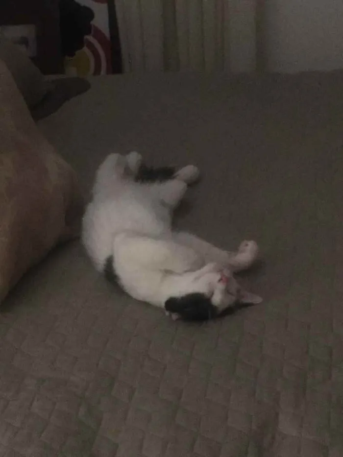 Gato ra a SRD idade 2 a 6 meses nome Léo e Jenny