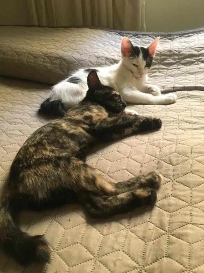 Gato ra a SRD idade 2 a 6 meses nome Léo e Jenny
