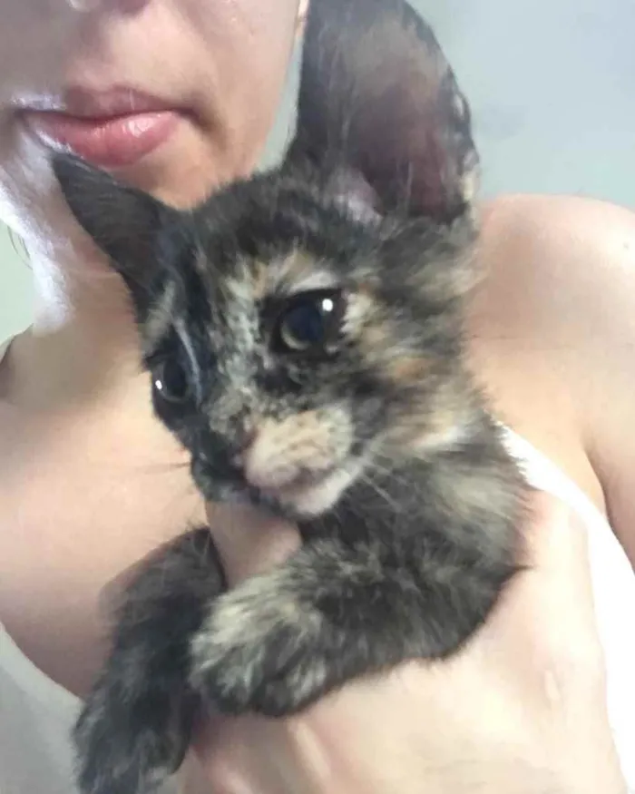 Gato ra a SRD idade 2 a 6 meses nome Léo e Jenny