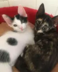 Léo e Jenny