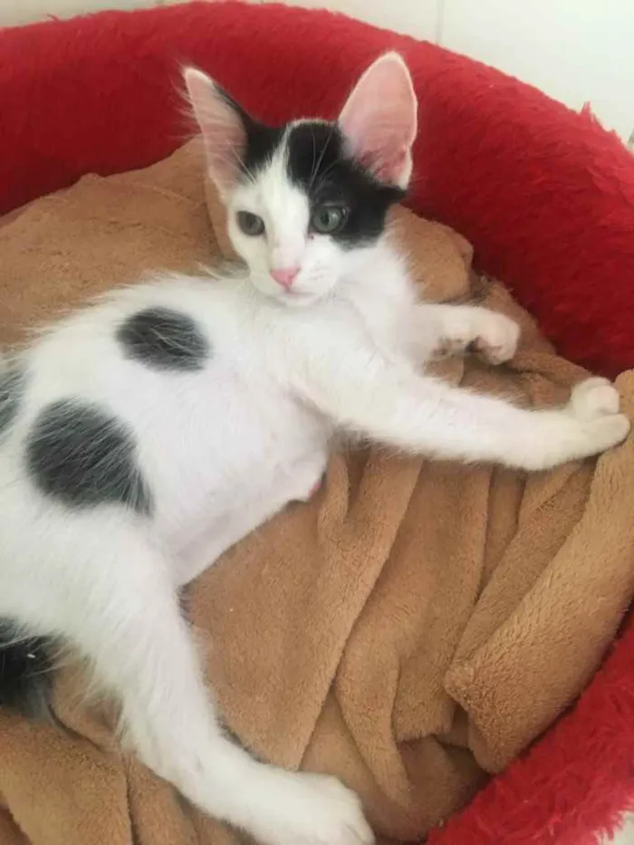 Gato ra a SRD idade 2 a 6 meses nome Léo e Jenny