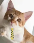 Theo 