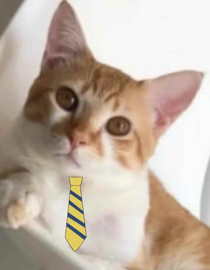 Gato ra a Mestiço  idade 2 anos nome Theo 