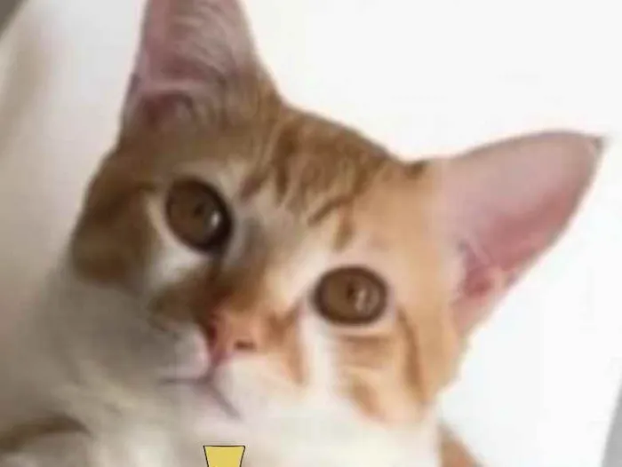 Gato ra a Mestiço  idade 2 anos nome Theo 