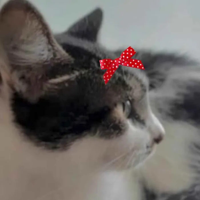 Gato ra a Mestiça  idade 4 anos nome Alice 