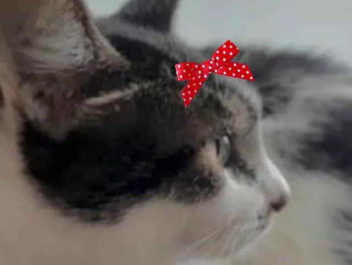 Gato ra a Mestiça  idade 4 anos nome Alice 