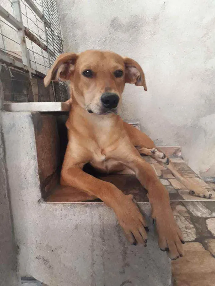 Cachorro raça Vira-lata idade 1 ano nome Ronaldinho Silveira 