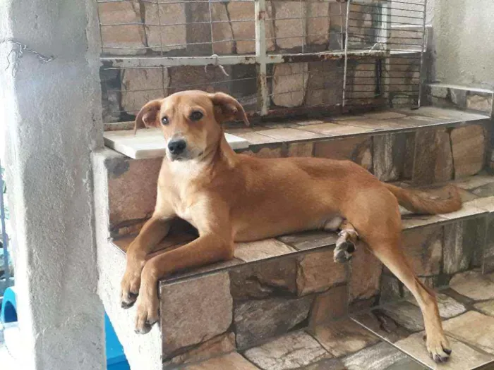 Cachorro raça Vira-lata idade 1 ano nome Ronaldinho Silveira 