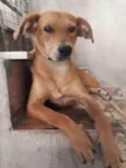 Ronaldinho Silveira 