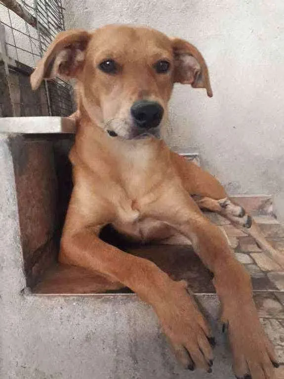 Cachorro raça Vira-lata idade 1 ano nome Ronaldinho Silveira 