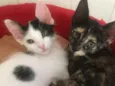Léo e Jenny