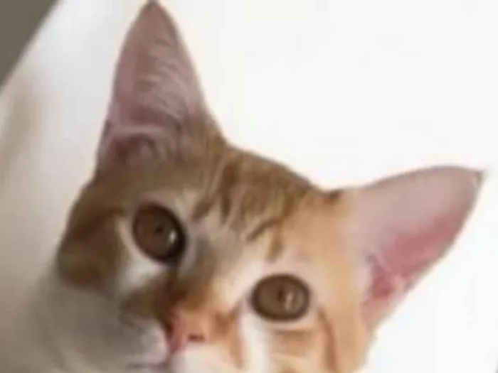 Gato ra a Mestiço  idade 2 anos nome Theo 