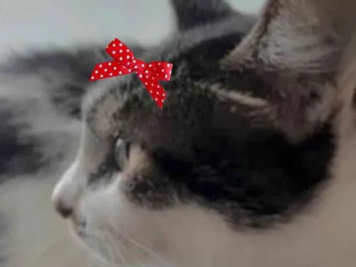 Gato ra a Mestiça  idade 4 anos nome Alice 