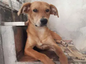 Cachorro raça Vira-lata idade 1 ano nome Ronaldinho Silveira 